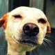 В Карелии собираются ввести запрет на убийство бездомных собак