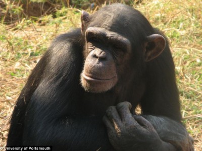Социальные шимпанзе