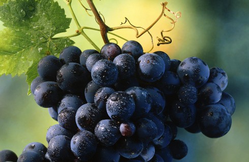 Виноград позволит избавиться от лишнего веса