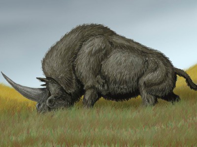 Древний носорог обнаружен под Тобольском