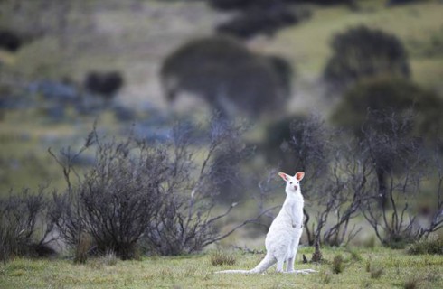 Кенгуру-альбиноса обнаружили в Австралии
