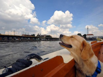 Гамбург – лучший город для собак