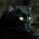 В Челябинске отметят «День Черного кота»