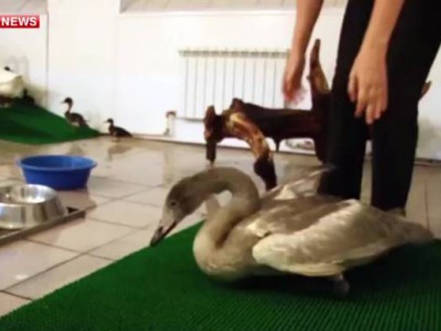 В Сургуте лечат лебедей, пострадавших от рук браконьеров