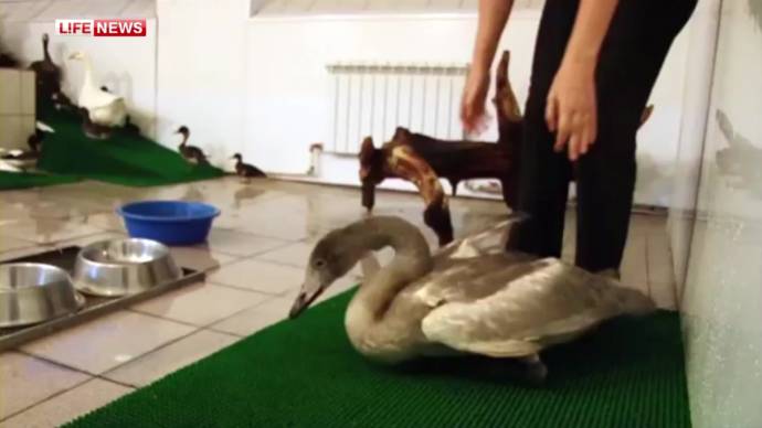 В Сургуте лечат лебедей, пострадавших от рук браконьеров