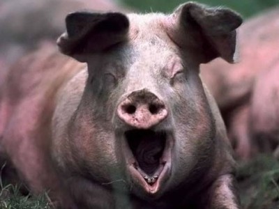 Объявлена война свиньям нелегалам