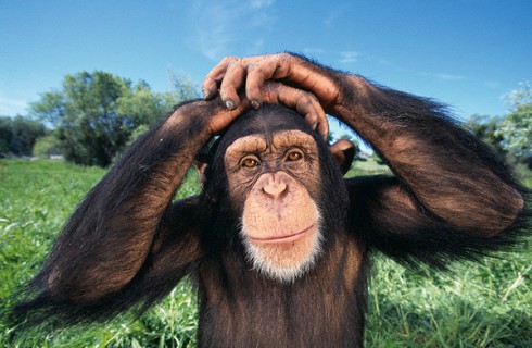 Шимпанзе продаются за орехи