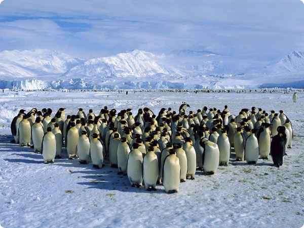 Тайна групповых объятий пингвинов