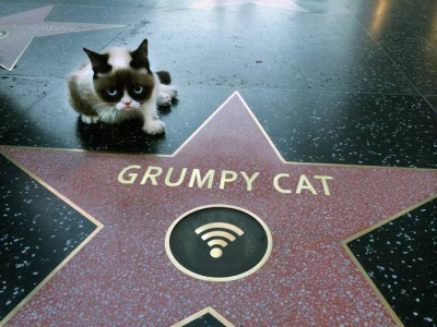 Grumpy Cat получил звезду на Голливудской Аллеи Звезд