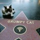 Grumpy Cat снялся в звездном клипе