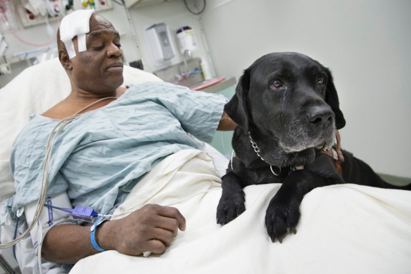 Собака-поводырь спасла слепого человека