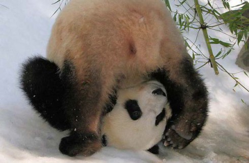 Поблагодарим науку за сохранение панд