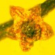 Древний цветок в янтаре расскажет об эволюции