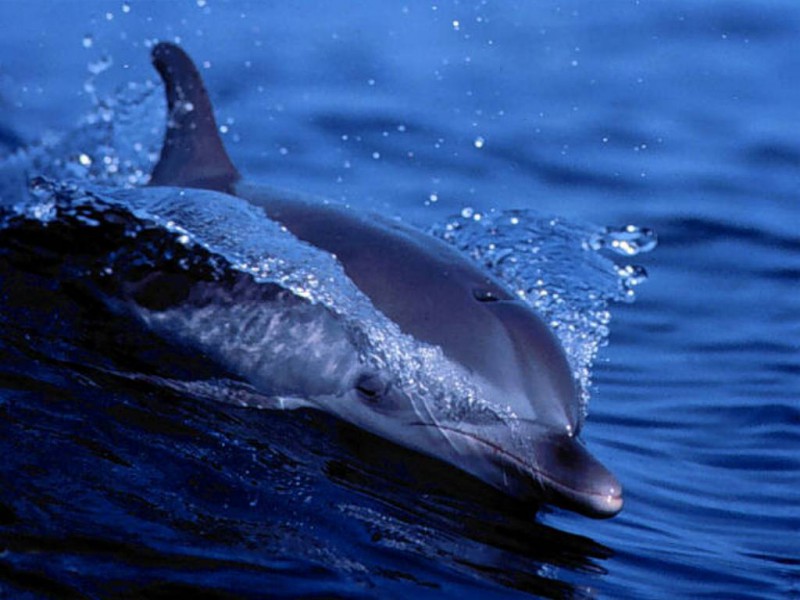 Дельфины обладают суперсилой