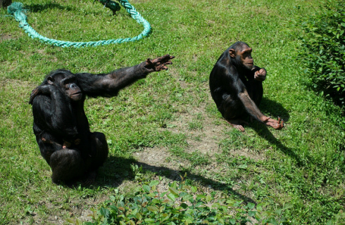 Шимпанзе активно используют жесты