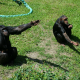 Шимпанзе активно используют жесты