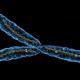 Y-хромосомы сохранятся