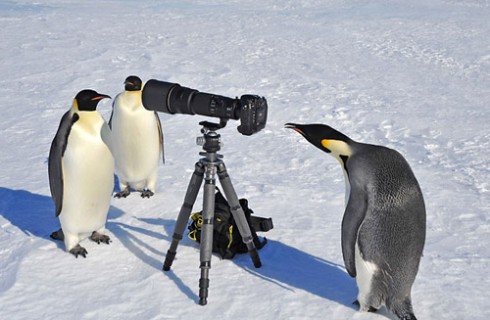 Пингвины оказались очень настойчивыми