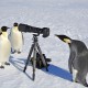 Пингвины оказались очень настойчивыми