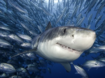 Белая акула в естественной среде