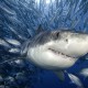 Большие белые акулы живут дольше, чем предполагалось