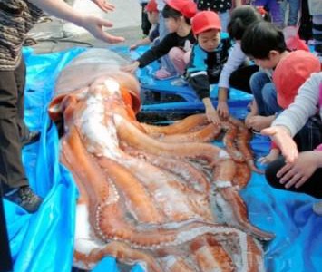 Гигантский кальмар, выловленный в Японском море