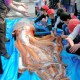 В Японском море обнаружены гигантские кальмары