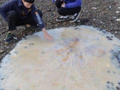 Тасманская медуза
