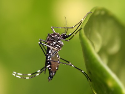 Лихорадка Денге переносится комарами