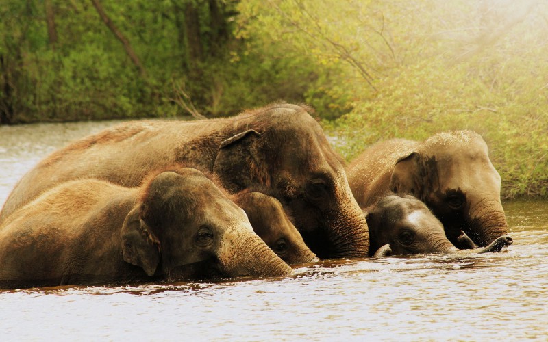 Вода способна защитить слонов