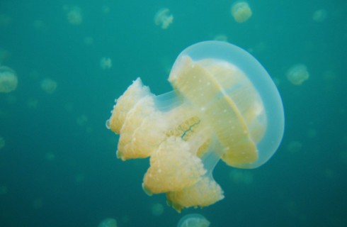 Зачем ученые пристают к медузам