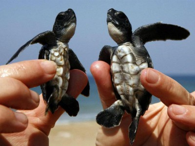 Турецкие головастые морские черепахи