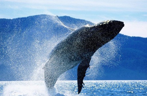 Япония оставит китов в покое