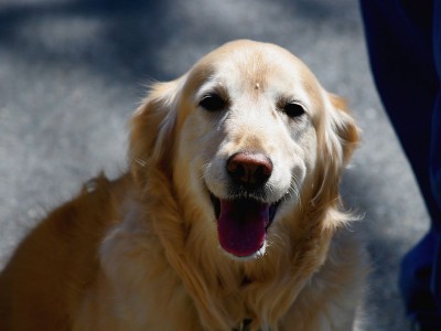 Устройство CleverPet поможет собакам стать счастливее