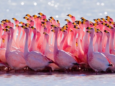 Фламинго в Индии