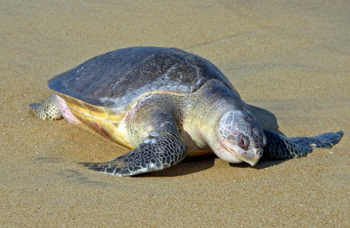 Оливковые черепахи увидели море