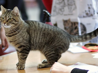 В Пскове проведут выставку бездомных кошек