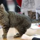 В Пскове проведут выставку бездомных кошек