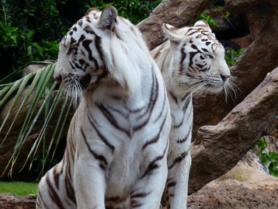 Бенгальские тигры