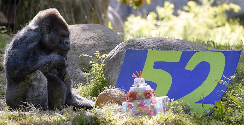 Как отмечают гориллы дни рождения