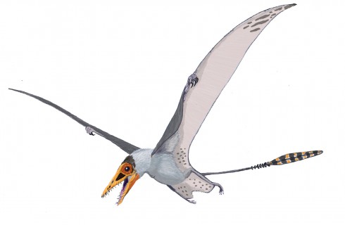 В Китае нашли крылья птерозавров
