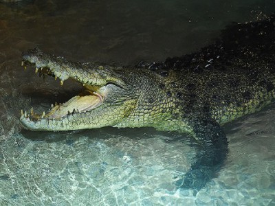 Гигантский крокодил Король Крок