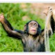 Создан словарь языка шимпанзе
