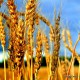 Пшеница провоцирует бэби-бум