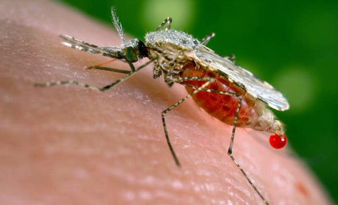 Электронные средства от комаров и их правильный выбор