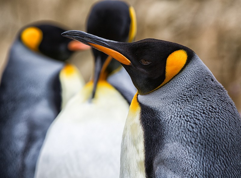 Ученые говорят с пингвинами