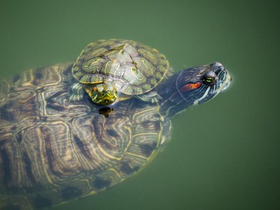 Звуки черепах интересуют ученых