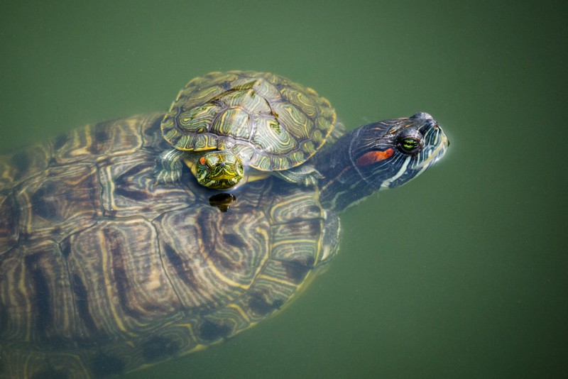 Какие сигналы посылают черепахи