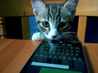 Котики продают новый смартфон Lumia 930