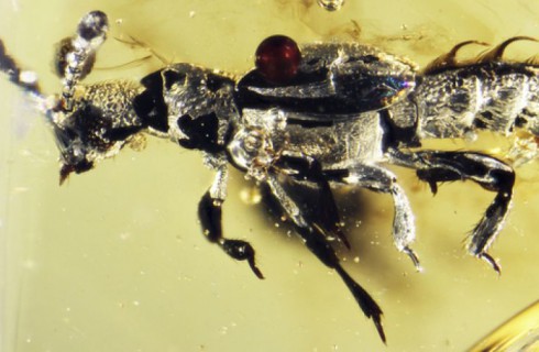 Ученые нашли жука, которому 52 миллиона лет